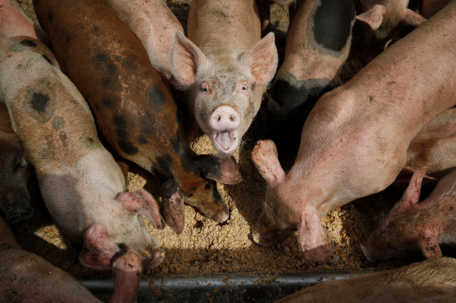 아프리카 돼지열병에 트럼프 관세위협까지...세계 곡물가격지수 42년 만에 최저