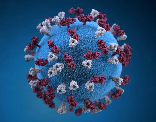 홍역 바이러스의 3차원(3D) 모습 /로이터연합뉴스