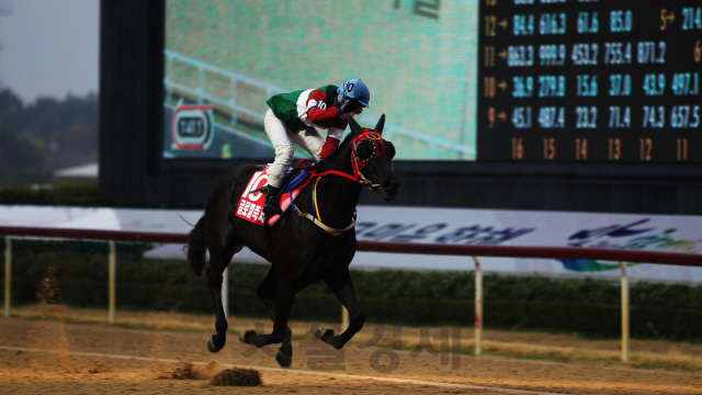 지난달 KRA컵 마일에서 1위로 질주하는 글로벌축제. /사진제공=한국마사회