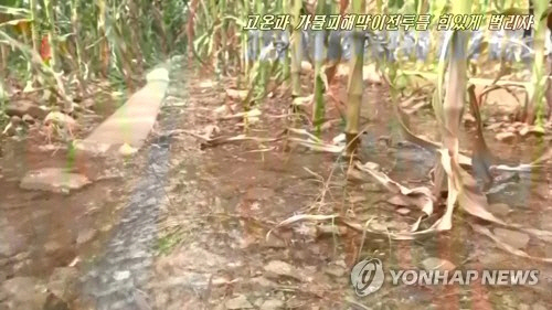 지난해 8월 폭염이 지속되면서 황해남북도를 비롯한 각지의 농작물이 말라 죽고 있다. /연합뉴스