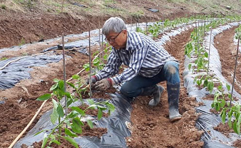 이동필 전 장관이 고향인 경북 의성군 단촌면 텃밭에서 고추 모종을 심고 있다. 그의 마을에서는 매년 4월 말~5월 초에 고추를 심는다. /이동필 페이스북 캡처
