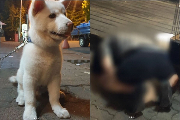 3개월된 강아지에 음란행위 '이게 말이 돼?' 시민들 '강력 처벌하라' 분노