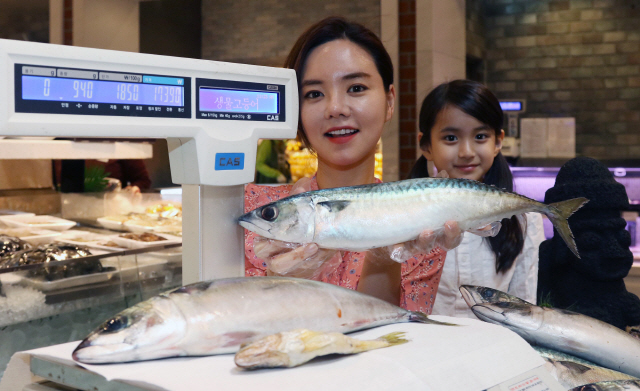 신세계백화점은 21일 부터 24일까지 전 점 수산코너에서 제주 연안에서 잡은 마리당 1㎏ 짜리 특대형 고등어 ‘쓱등어’를 판매한다./사진제공=신세계백화점