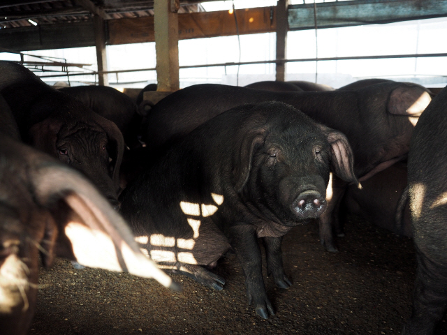 아프리카돼지열병은 과거 유럽과 아프리카 등지에서만 발병했으나, 지난 해부터 중국, 몽골, 베트남 등 아시아권으로 확산 했다. 이달 들어서는 북한에서도 발병했다. 사진은 대만의 한 돼지 농장. /EPA연합뉴스