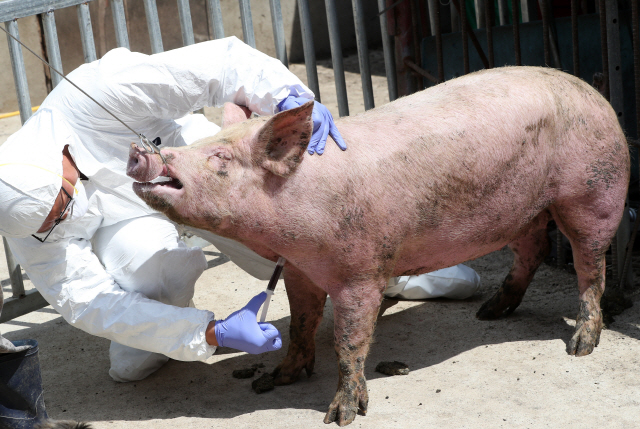 지난 달 31일 강원 양구의 한 농가에서 가축방역 관계자들이 아프리카돼지열병 검사를 위해 돼지 채혈을 하고 있다./연합뉴스