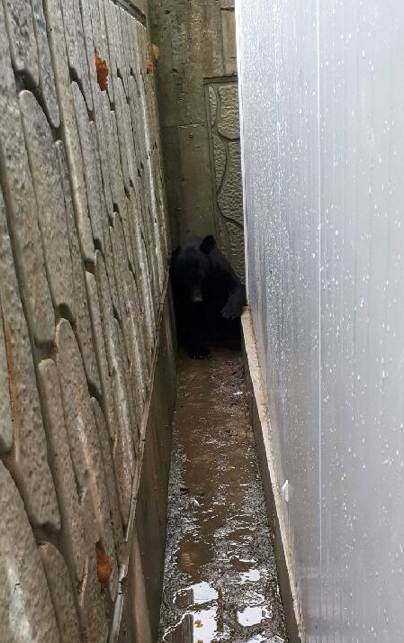 안성 곰 농장서 성인 남성만한 반달곰 탈출, 20분만에 포획