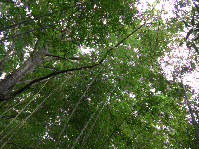 ‘봄날은 간다’의 촬영지 중 하나인 삼척의 대나무숲.