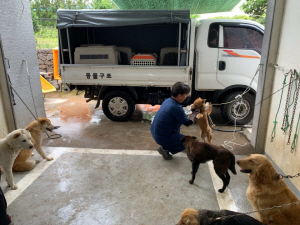 한 구조팀원이 포획한 유기견에 목줄을 채우고 있다./사진제공=제주동물보호센터