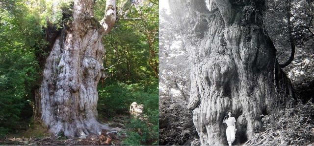 원령공주 숲에서 자라는 신비로운 나무 '야쿠스기' 이야기 [최정석의 우드아카데미]