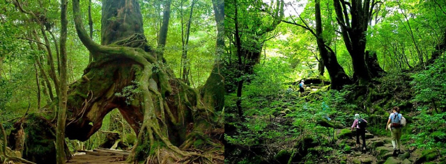 초록이 푸르른 나머지 비현실적인 느낌마저 주는 야쿠시마의 숲입니다.