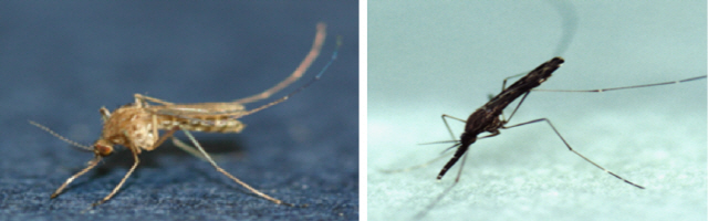 일본뇌염을 옮기는 작은빨간집모기(왼쪽)와 말라리아를 옮기는 얼룩날개모기(오른쪽)의 성충. /사진제공=질병관리본부