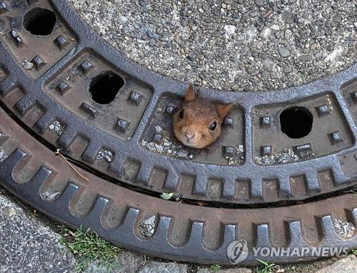 지난 20일(현지시간) 맨홀에 머리가 끼여 움직이지 못하는 신세가 된 다람쥐가 애타게 소방대원에게 구조신호를 보내고 있다. /DPA=연합뉴스