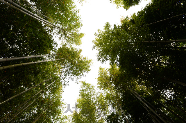 죽녹원 대숲에서 올려다본 하늘.