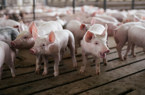 미국 아이오와주 라이언의 농장에서 사육되는 돼지들.    /로이터연합뉴스