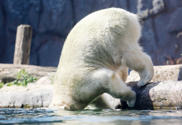 25일(현지시간) 독일 서부 겔젠키르헨에서 기온이 섭씨 33도까지 치솟은 가운데 동물원의 북극곰 한 마리가 물속으로 뛰어들고 있다. /베를린=AFP연합뉴스