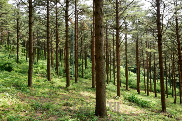 삼봉산 금강소나무 숲