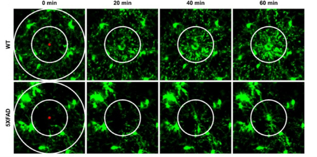 뇌세포 손상시 면역세포(미아교세포)의 복구능력 비교. 60분간 관찰 결과 일반 실험쥐(WT)에선 미아교세포들(녹색 반점들)이 손상된 세포 복구를 위해 가운데 지점으로 활발히 몰려들지만, 유전자변형으로 치매 걸린 쥐(5XFAD)에선 이같은 반응이 현저히 감소한다. /사진제공=묵인희 교수팀