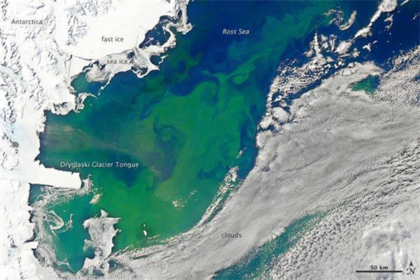 남극 로스해에서 봄철에 나타나는 미세조류(녹색 영역)가 번성한 모습.  /사진제공=NASA