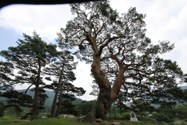 태픙에 쓰러지기 전의 천연기념물 290호 왕소나무. 수명이 600년에 달하고 모습이 꼭 용 같다고 해 ‘용송(龍松)’으로도 불린다.