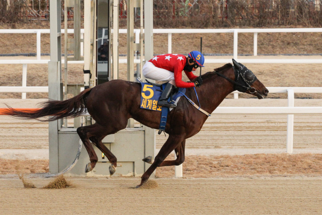 경주마 마스크의 질주 모습.              /사진제공=한국마사회