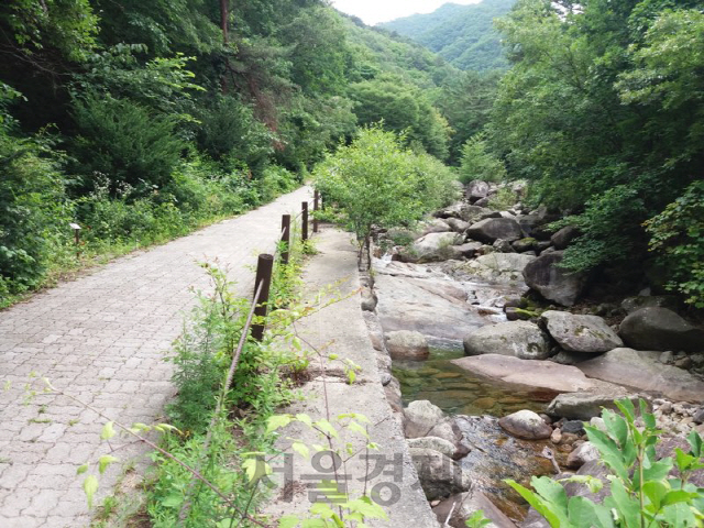 산림청이 7월 추천 국유림 명품숲으로 지정한 소백산 천동계곡. 사진제공=산림청