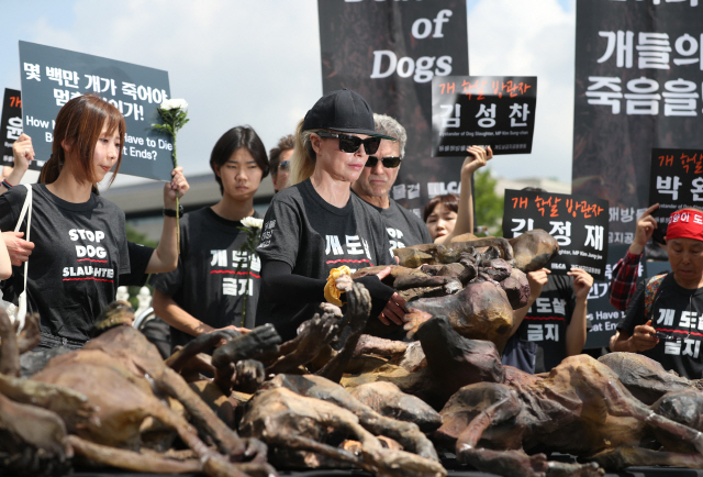 초복인 12일 서울 여의도 국회 앞에서 개도살금지공동행동 주최로 열린 개 도살 반대 집회에서 동물권 운동가로 알려진 헐리우드 배우 킴 베이싱어가 희생된 강아지 형상의 모형을 두고 장례 퍼포먼스를 하고 있다. /연합뉴스