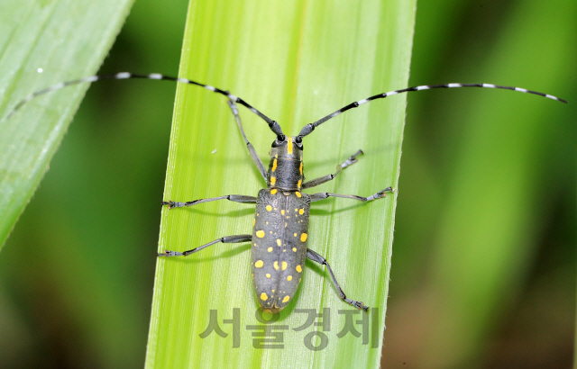 울도하늘소. /사진제공=최종수 생태사진작가.