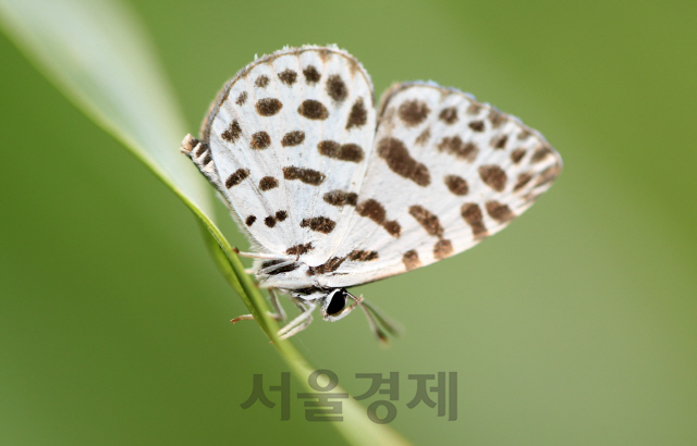 바둑돌부전나비. /사진제공=최종수 생태사진작가.