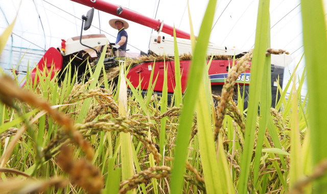 지난달 18일 경기도 이천시 호법면에서 농민이 콤바인으로 벼를 베고 있다. 미국이 한국을 WTO 개도국 지위에서 배제하려는 움직임을 보이고 있어 농산물 생산에 타격이 예상된다.  /연합뉴스