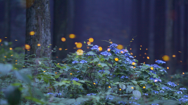 야간에 촬영한 운문산반딧불이. 사진제공=국립산림과학원