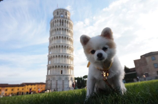 지난해 10월 주인과 함께 이탈리아 여행을 떠난 강아지 ‘아인이’가 토스카나주에 있는 피사의 사탑 앞에서 포즈를 취하고 있다. /사진제공=강채희 작가