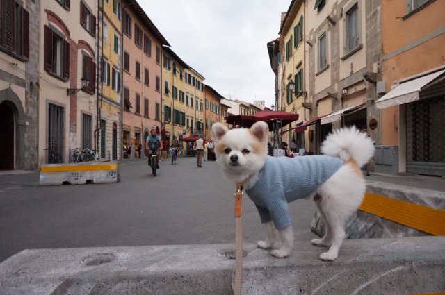 지난해 10월 주인과 함께 이탈리아 여행을 떠난 강아지 ‘아인이’가 토스카나주의 한 골목에서 포즈를 취하고 있다. /사진제공=강채희 작가