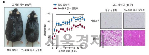 실험결과 톤이비피 단백질이 감소한 쥐는 살이 빠지고 혈당과 지방조직 팽창, 지방간 등의 문제가 개선됐다.