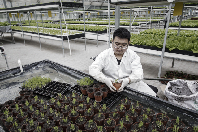 중국 농업과학원의 한 연구자가 중국 베이징에 세워진 ‘스마트팜’에서 작물의 성장모습을 점검하고 있다. /블룸버그