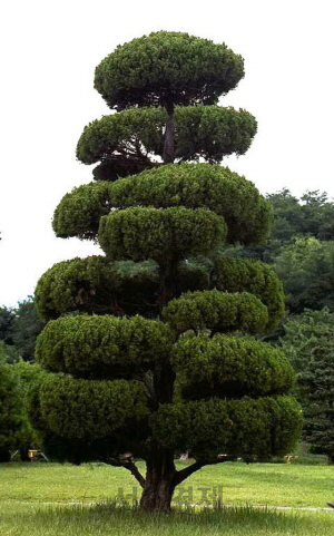 부산의 다수 학교가 교목으로 지정해 논란이 된 일본산 가이즈카 향나무