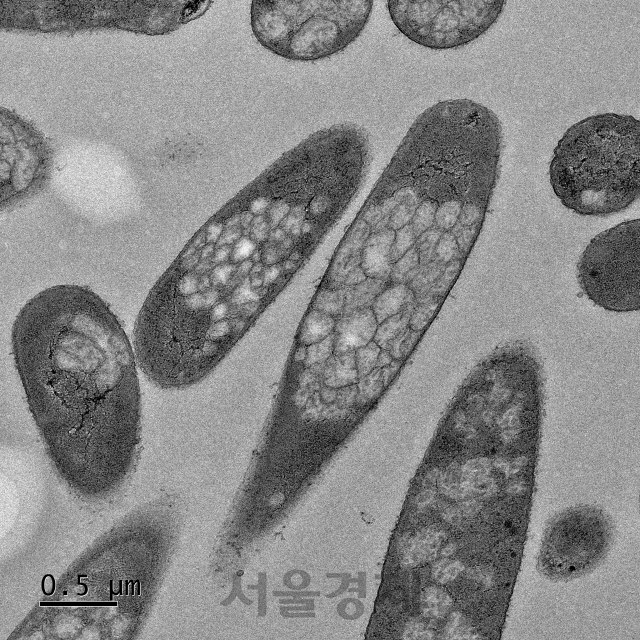 이상엽 KAIST 특훈교수팀이 세계 최초로 개발한 방향족폴리에스터를 생산하는 대장균을 전자 현미경으로 찍은 모습이다. 세오 안의 하얀색 입자가 플라스틱. /사진제공=KAIST