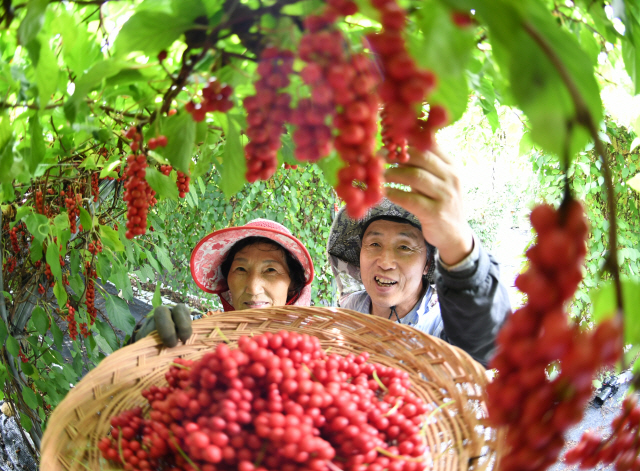 19일 경남 거창군 가북면 수도산 자락의 수도산 농원에서 한 농민 부부가 해발 600m에서 자란 오미자를 올 들어 처음으로 수확하고 있다. /사진제공=거창군