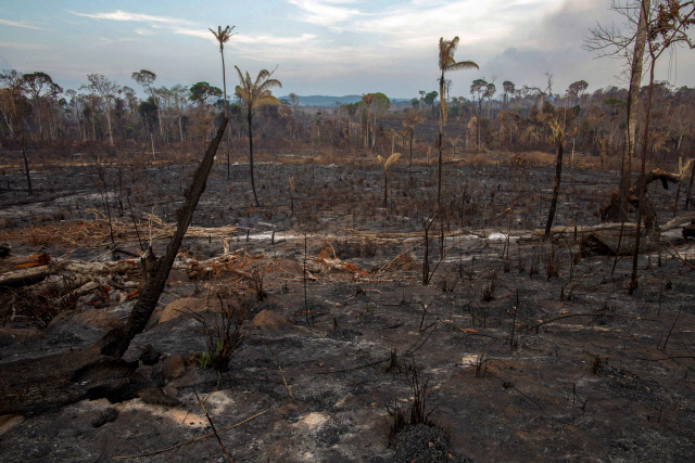 브라질 노보 프로그레소 인근 아마존 열대우림이 검게 불탄 모습.  /AFP연합뉴스