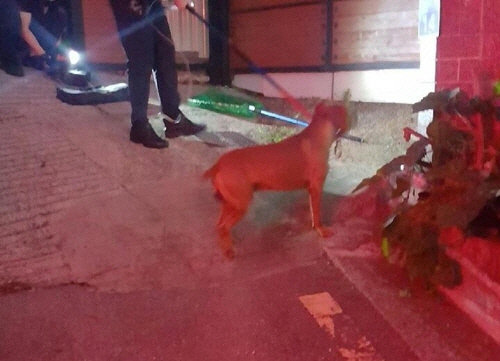 사람을 공격한 개를 포획하는 119 구조대[부산소방본부 제공/연합뉴스]