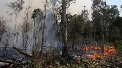 아마존 열대우림이 장기간 계속되는 산불 때문에 잿더미로 변했다. 국제환경단체 그린피스/연합뉴스