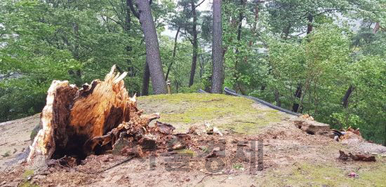 태풍 ‘링링’에 동반된 강풍으로 7일 경남 합천군 해인사 학사대 전나무(천연기념물 제541호)가 부러져 있다./합천군 제공