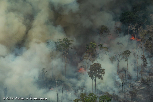 사진=브라질 혼도니아주 아마존 열대우림 화재 항공 사진 / Victor Moriyama, 그린피스