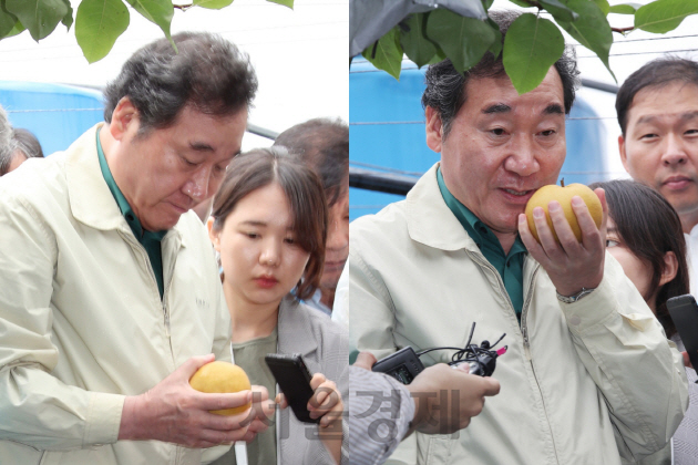 이낙연 국무총리가 9일 오전 경기도 안성시의 과수 농가를 방문, 태풍 ‘링링’으로 인해 수확 전 떨어진 배의 품질을 살펴보고 있다./연합뉴스