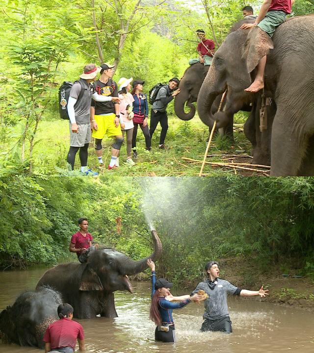 '정글의 법칙 with 패밀리' 사라져가는 미얀마 코끼리..인간과 동물의 ‘공존’ 시간 갖는다