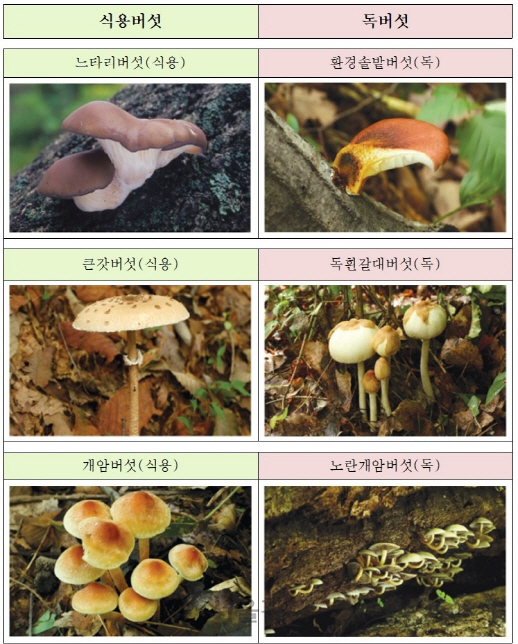 식용버섯과 독버섯의 예.  /사진제공=국립수목원