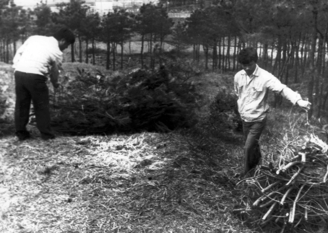 1987년 5월 2일밤 남편을 마중나갔다가 실종된 박은주씨(29)가 집옆 야산 가지치기한 소나무 더미에서 발견됐던 당시 사진. 박씨가 발견된 곳은 화성연쇄강간 살인사건이 발생한 곳에서 1.2~3킬로미터 떨어진 외진 곳이었다. / 연합뉴스