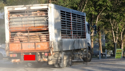 돼지 이동제한 48시간 만에 해제…농민들 “걱정 반·근심 반”