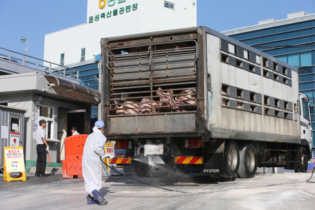 ASF 발병에 따른 이동 금지명령이 해제된 19일 충북 음성군 농협 축산물 공판장에서 직원들이 돼지 운반 차량을 꼼꼼히 소독하고 있다. /연합뉴스