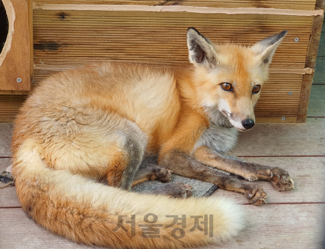 경북 영주 순흥면 소백산 여우 생태관찰원에서 여우가 휴식을 취하고 있다.