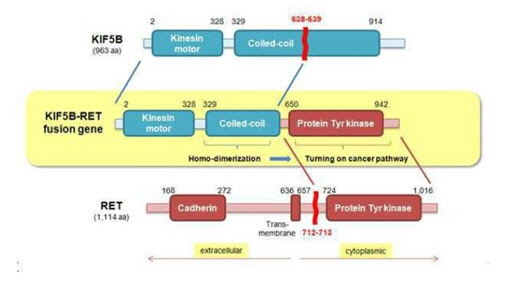 RET 암 유전자와 KIF5B 유전자가 결합해 만들어진 KIF5B-RET 융합유전자의 모식도